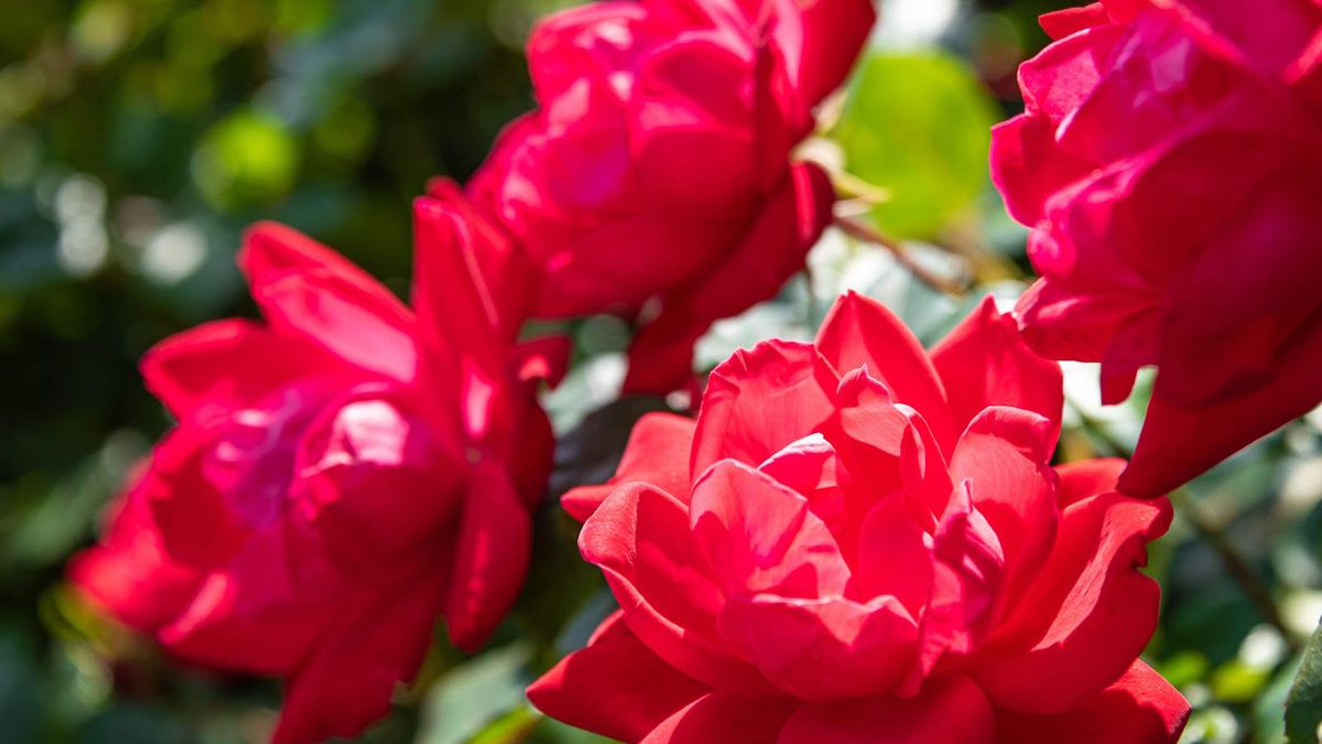 When and how to prune Knock Out roses expert trimming tips Homes