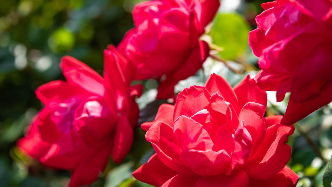 Close-up of a vibrant red knock out roses 