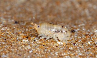 Light pollution disrupted the nightly foraging trips of sand hoppers.