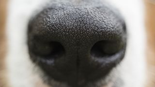 Close up of puppy's nose