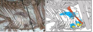 Gut remains preserved in a dinosaur