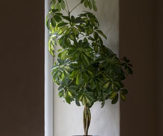 Schefflera indoor tree