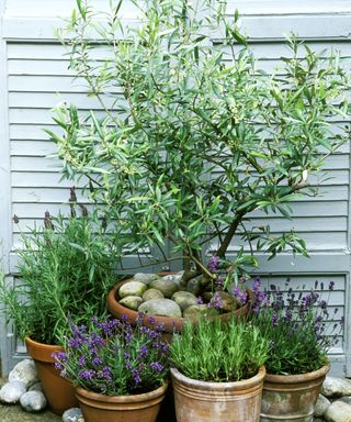 pots with lavender and an olive tree