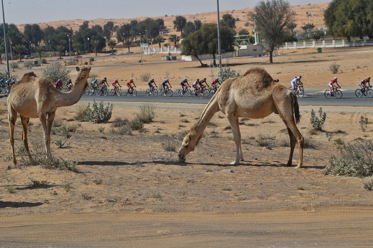 There were plenty of animal spectators