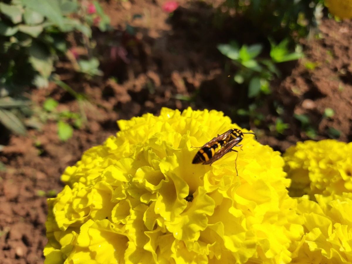 Will Marigolds Keep Bees Away Facts About Planting Marigolds To Deter