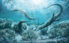 phytosaur illustration