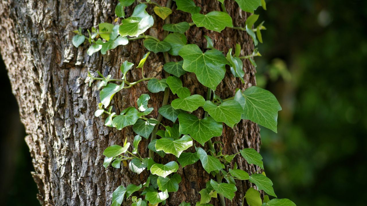 is ivy bad for trees