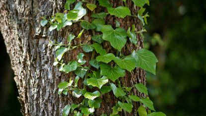 is ivy bad for trees