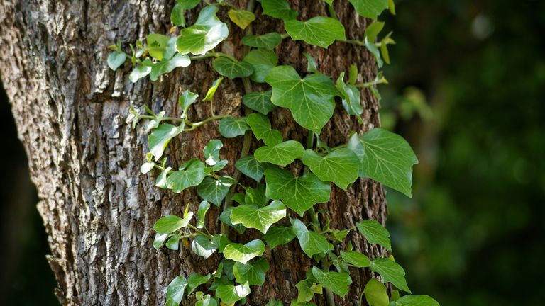 is ivy bad for trees