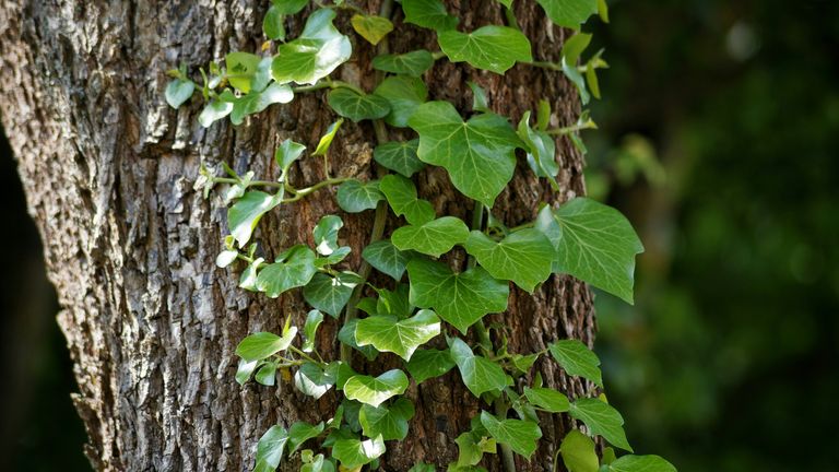 Is ivy bad for trees? Here's what garden experts say | Gardeningetc