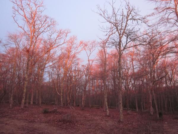 Spring morning sunshine in Massachusetts