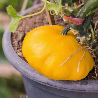 Pumpkins growing in a pot