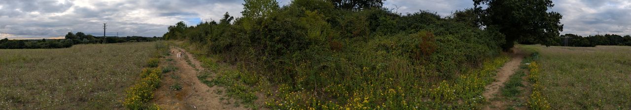 200 photos pixel 9 panorama shots