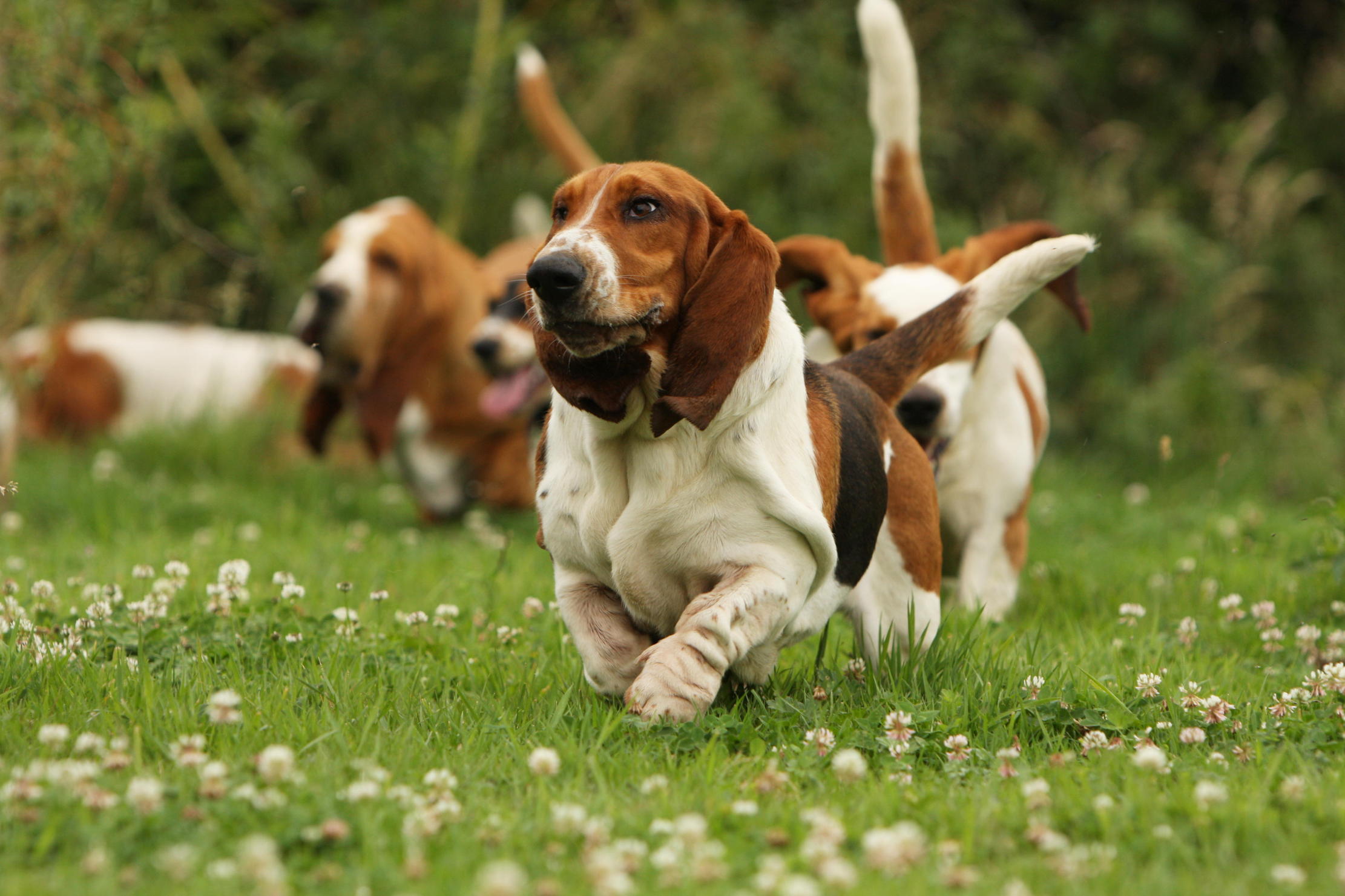 Basset hounds running around looking very floppy