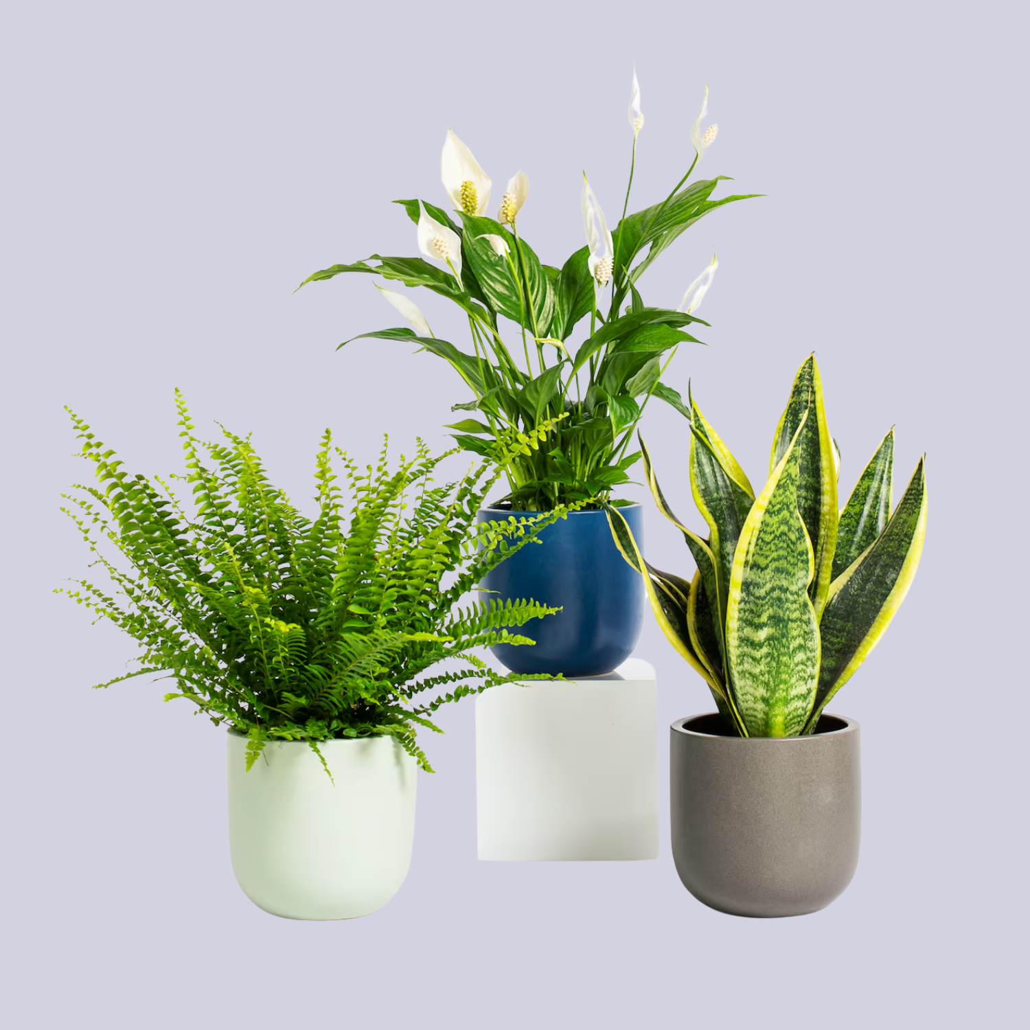 A bundle of air purifying plants including a snake plant, a Boston fern, and a peace lily