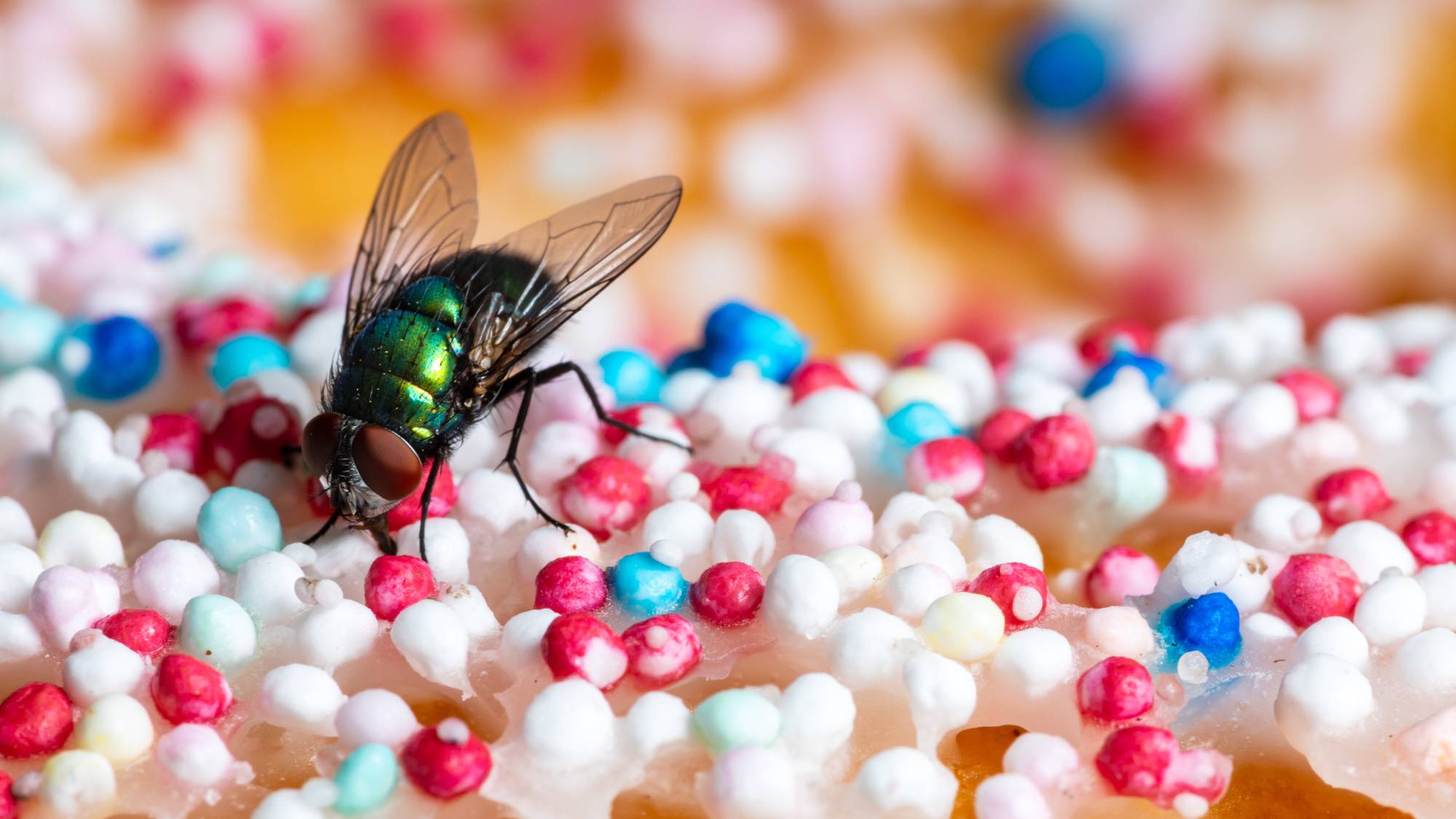 Fly on a sprinkle-covered donut