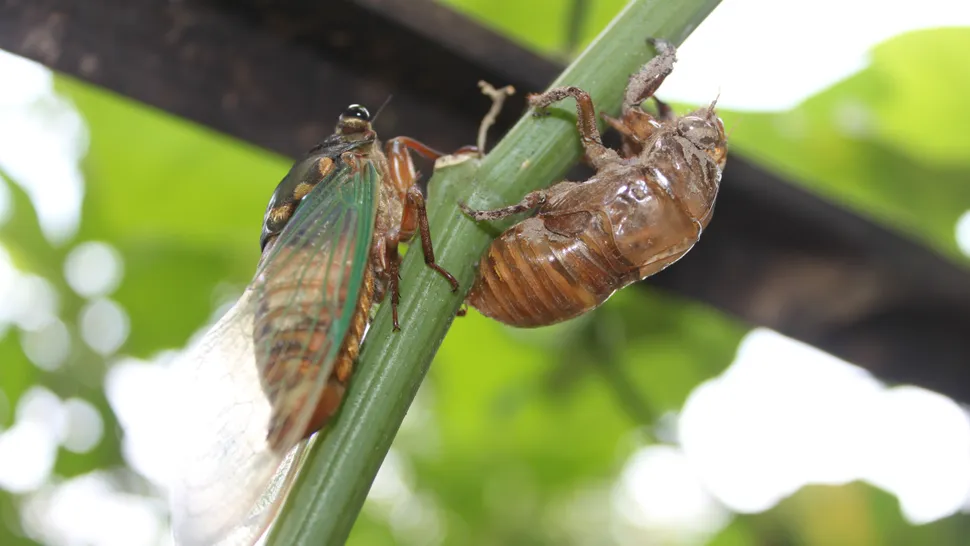 Avoid swatting at hornets, which can make them go into attack mode (Image credit: Getty Images)