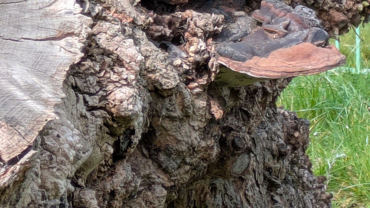 google pixel 9a vs google pixel 8a photo shootout - pixel 8a 8x zoom