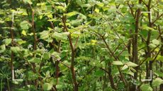 picture of fully grown japanese knotweed in garden