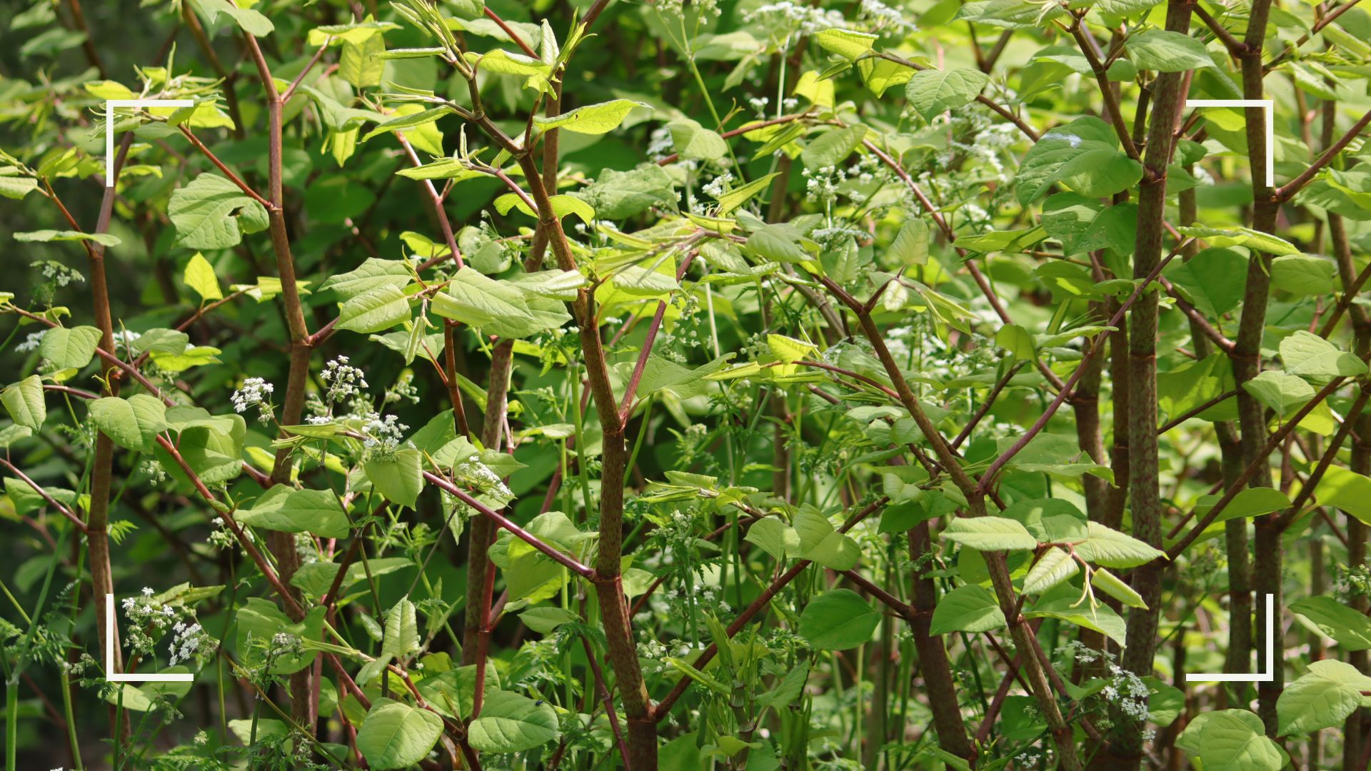 picture of fully grown japanese knotweed in garden