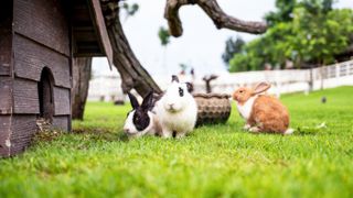 Three rabbits outside