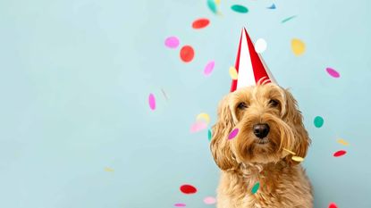 dog wearing red and white birthday hat