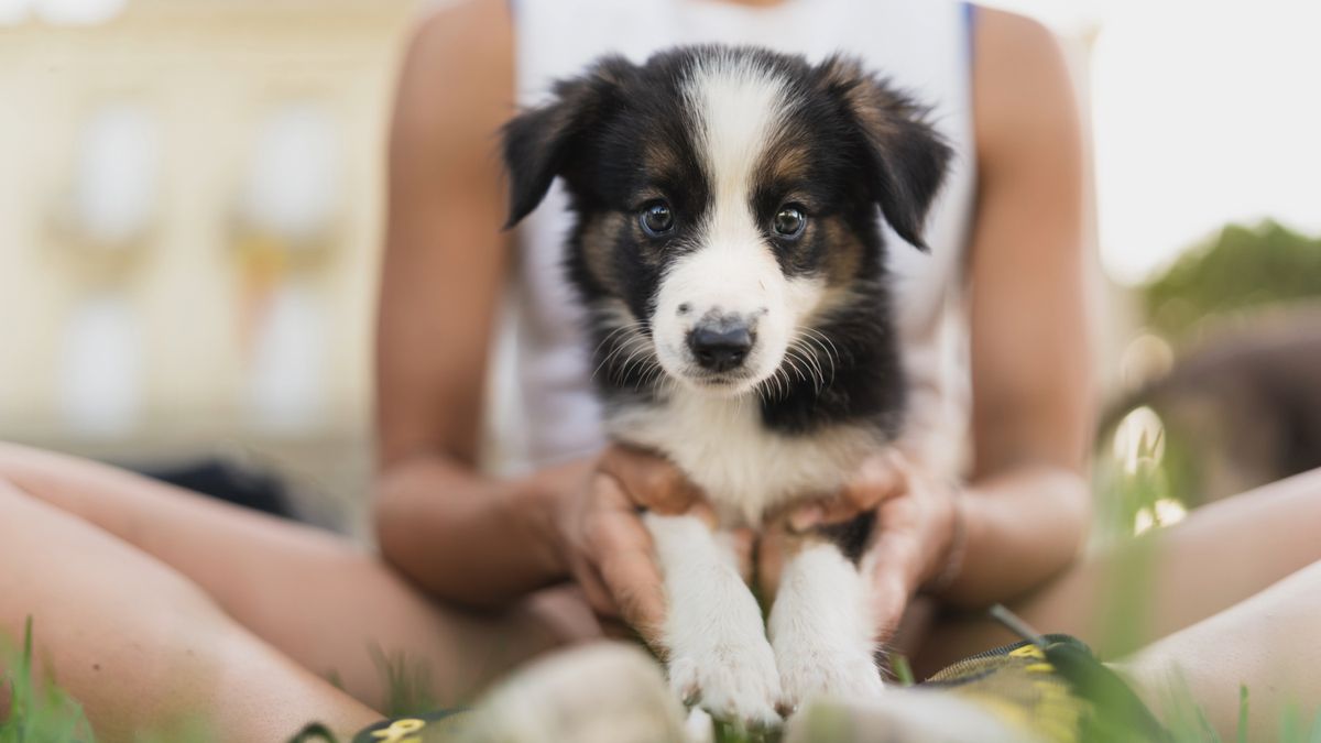 Portrait of a border collie puppy sitting with his owner in the park