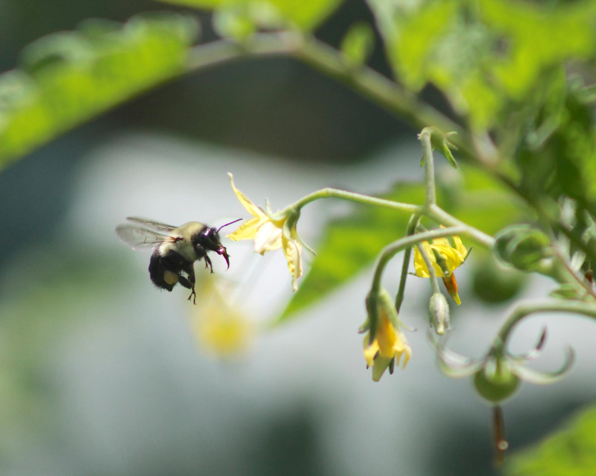 bee pollinating a yellow flower on a tomato plant