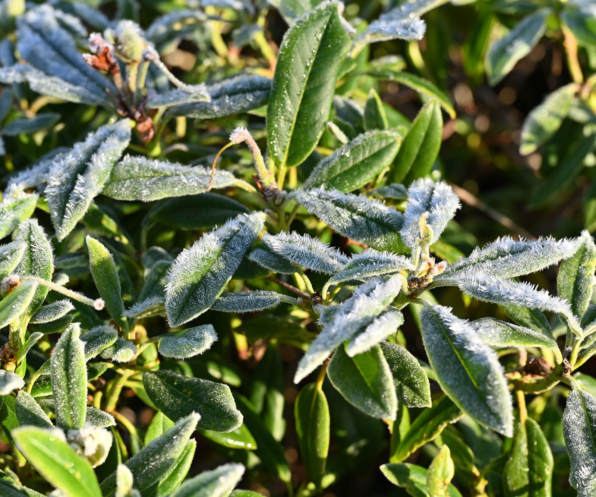 Frost coating the leaves of a Rhododendron