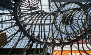 Jurassic art exhibition with aluminum snake skeleton and shipping containers
