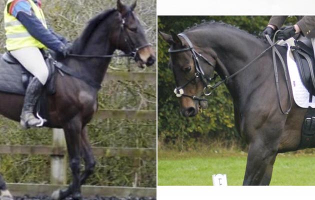 “This is Marski (General Samarski) who I have retrained and we have competed to BE90 together” — Lucy Cocker