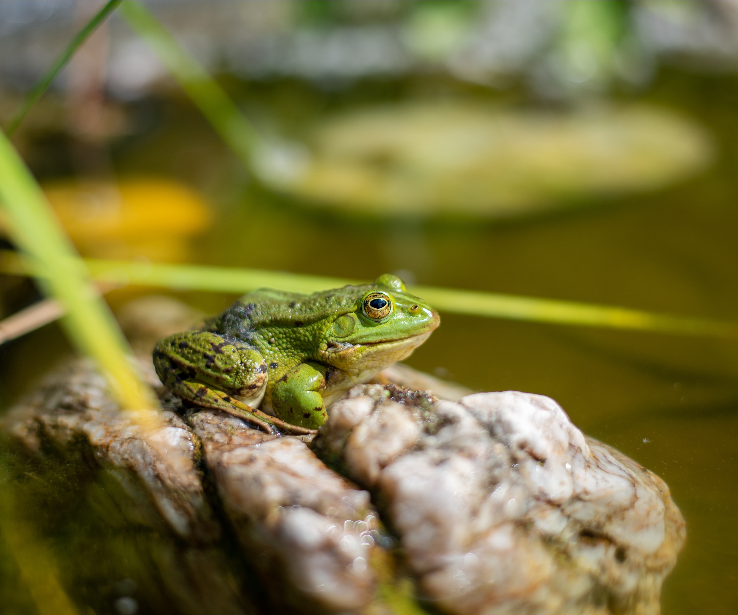 Frog on rock in pond