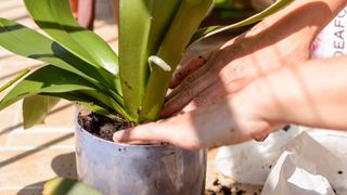 woman replating an orchid in pot