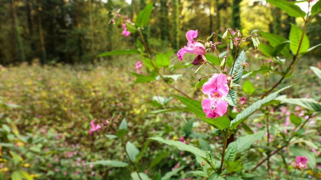 Himalaya balsam flowers in the woods