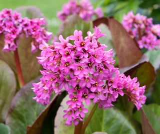 bergenia ‘Morgenrote’ flowering in spring