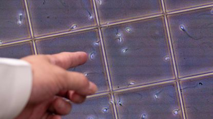 Man pointing to scientific sperm trays 