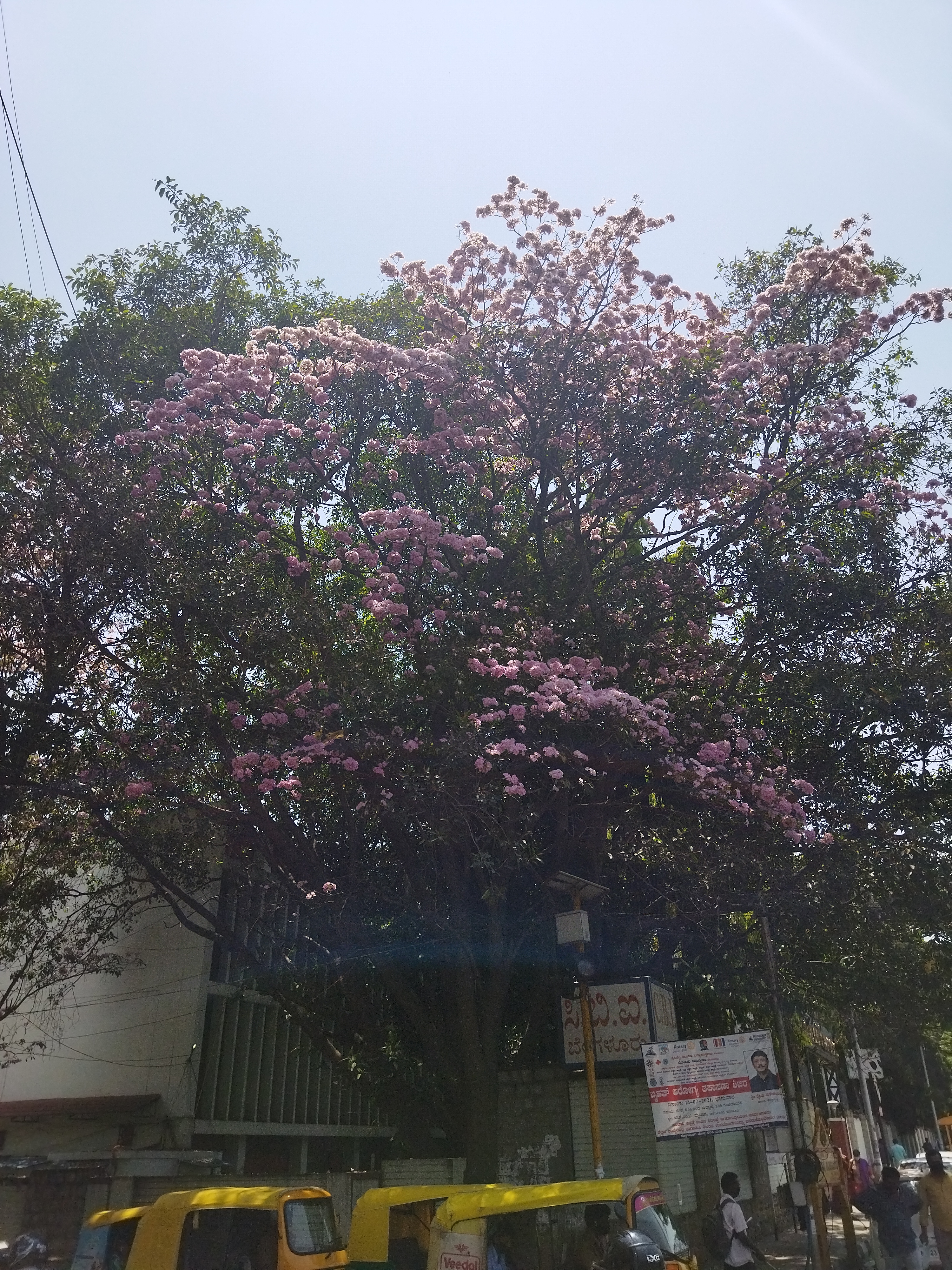 Poco M3 camera samples (1)