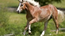 a free Haflinger horse in the nature of Alto Adige