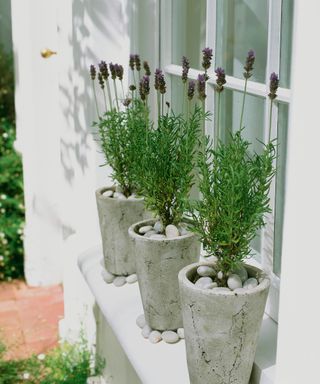 Lavender planted in stone pots surrounded by pebbles on a windowsill