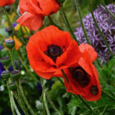 Red poppies growing in a UK garden