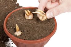 Gardener Planting Bulbs Into Container