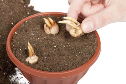 Gardener Planting Bulbs Into Container