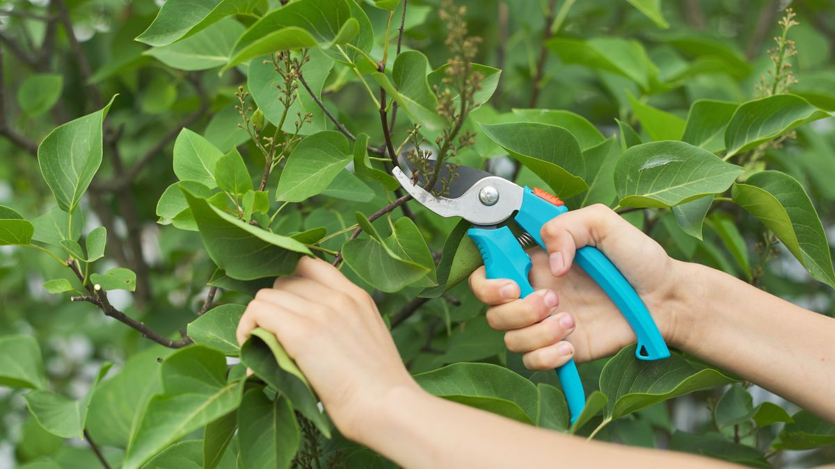 How to prune lilacs and when to do it Tom's Guide