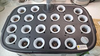 Letpot hydroponics grow system seeds in sponges