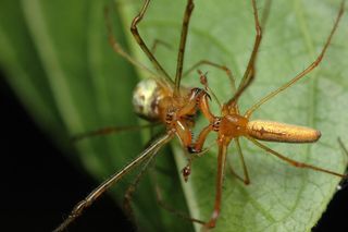 Two spiders in the genus Tetragnatha mating.