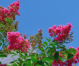 Crepe myrtle blooming in red with blue sky