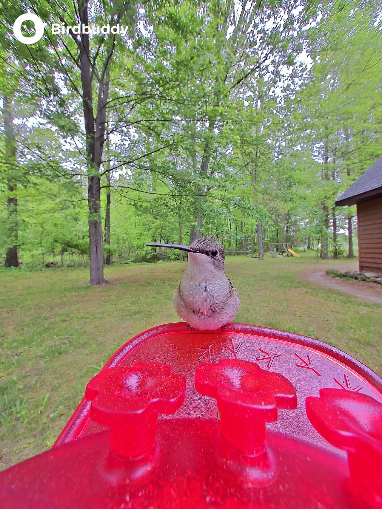 Images of a ruby-throated hummingbird captured with the Bird Buddy Solar Pro Hummingbird Feeder