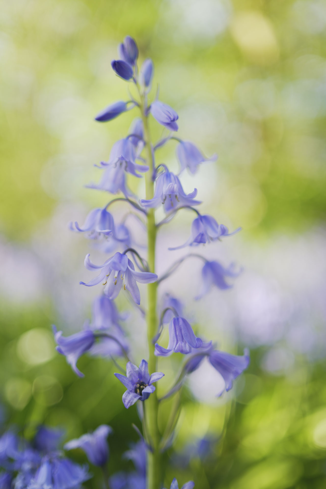 Close up of bluebells in bright light with lush green surroundings