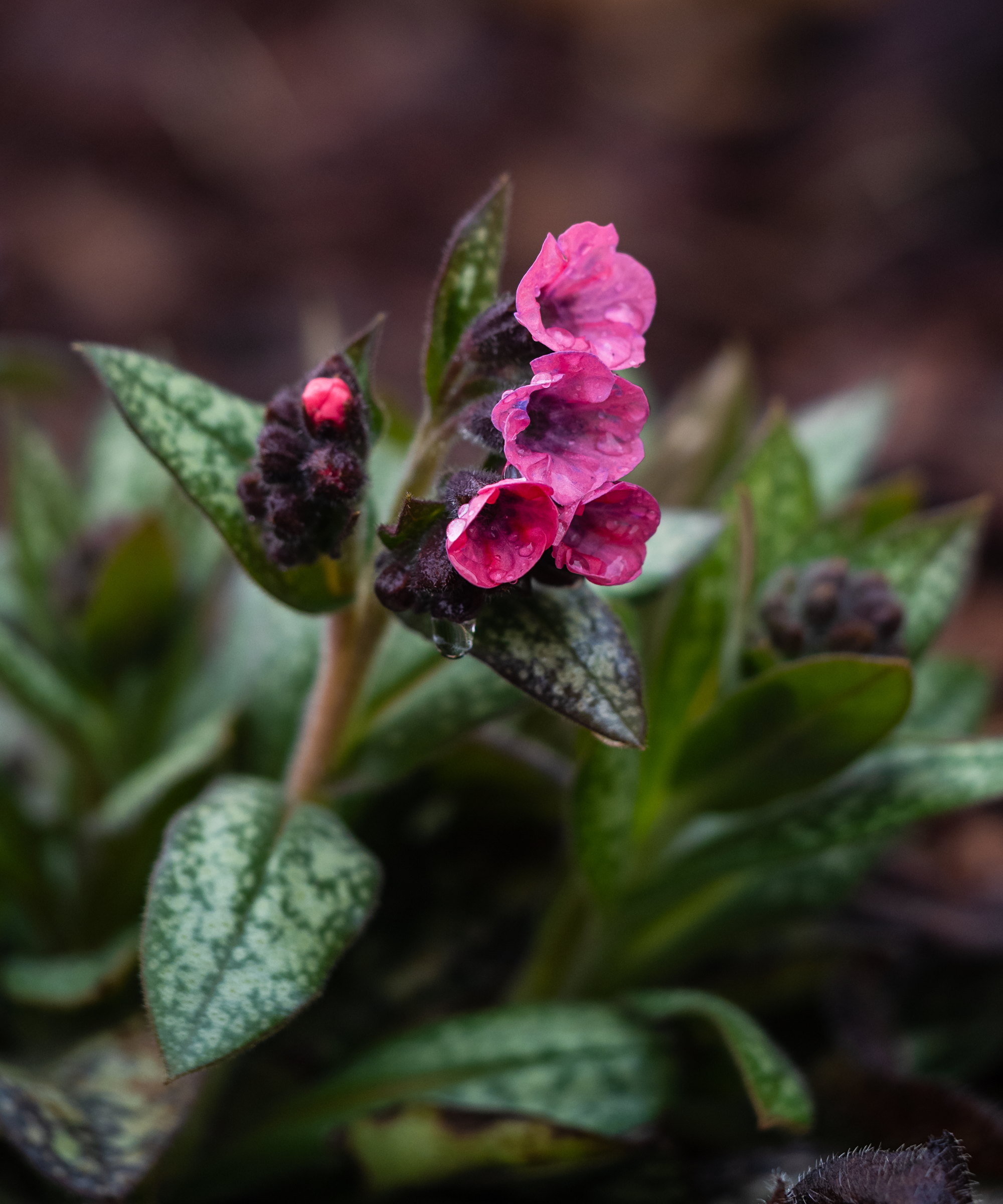 Pink flowering lungwort growing in a shaded area