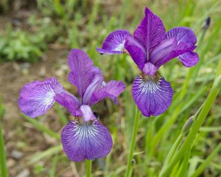 two purple irises